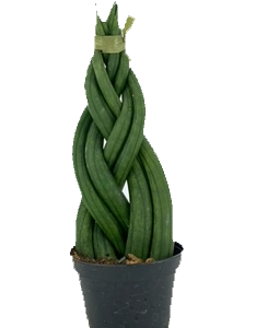 Sansevieria