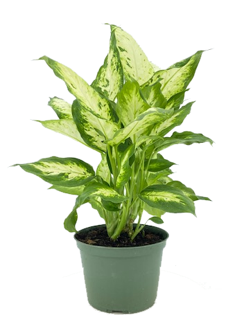 Dieffenbachia