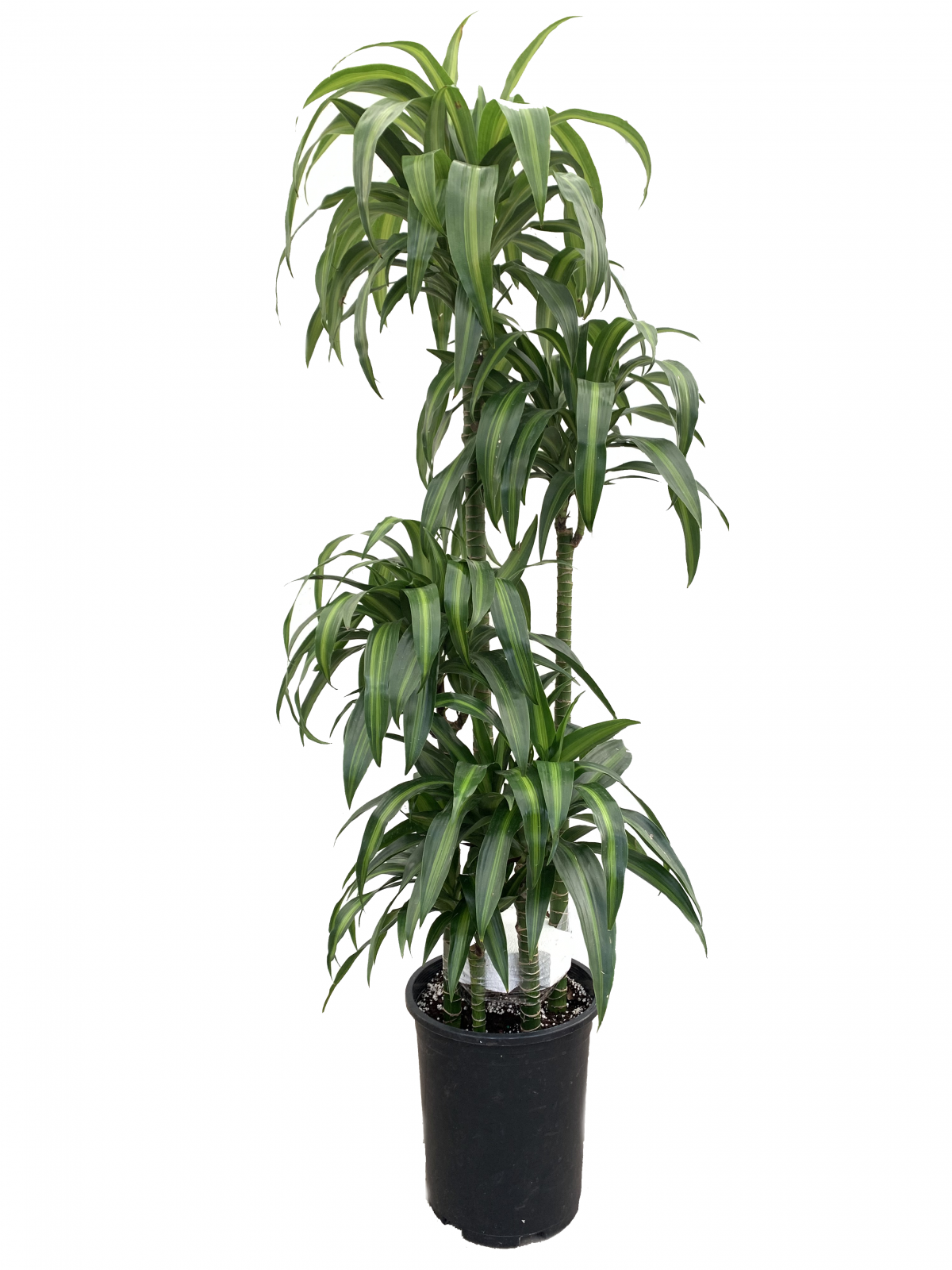 DRACAENA, HAWAIIAN SUNSHINE – Plantae Inc.